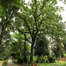 dąb szypułkowy, Ogród Zoobotaniczny