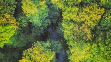 Jesienią br. w Toruniu zostanie posadzonych ponad 300 drzew jako uzupełnienia zielonych korytarzy i szpalerów w pasach drogowych oraz nasadzenia w ramach rekompensaty, za drzewa które obumarły lub nie rokują szansy na przeżycie.