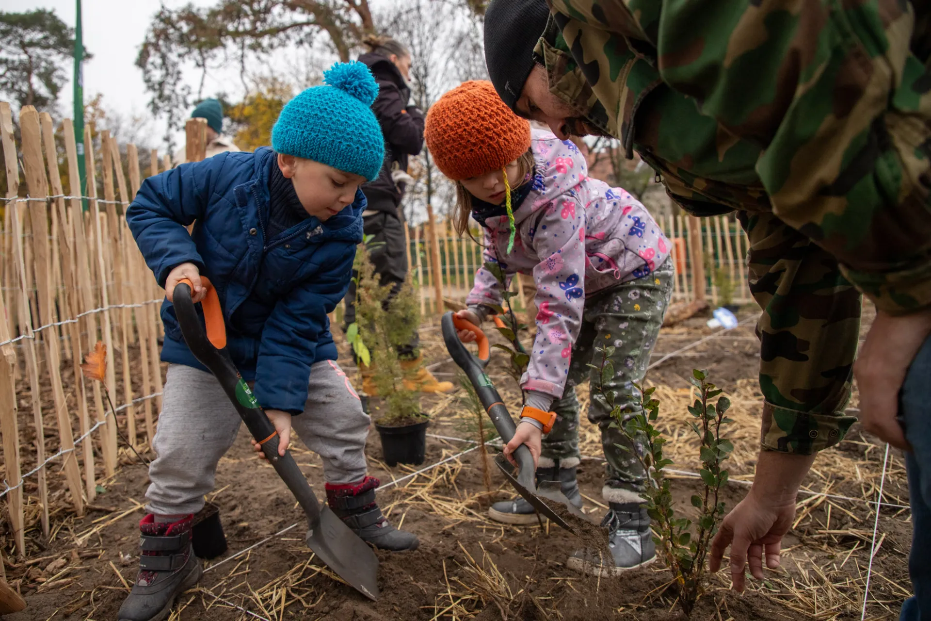 Sadzenie mikrolasu na Bydgoskim Przedmieściu w listopadzie 2024 roku