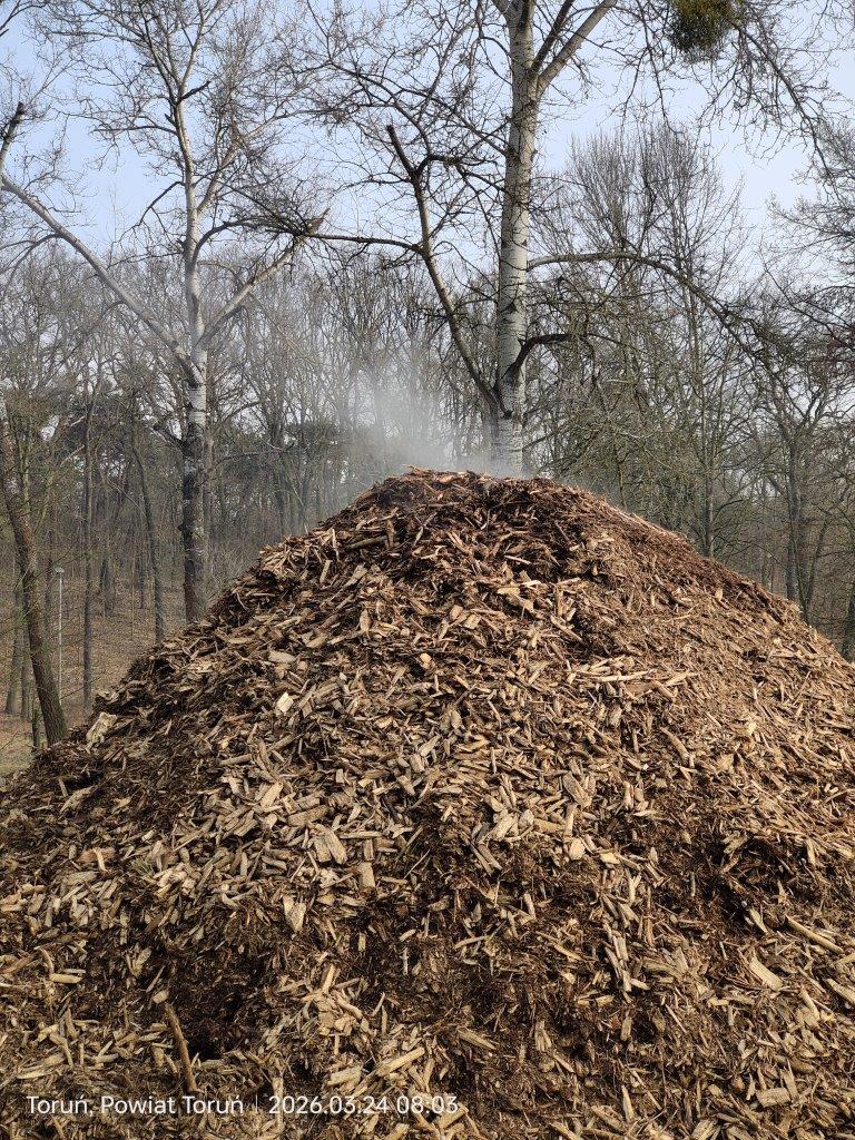 Para wodna w zrębkach drewna na Martówce