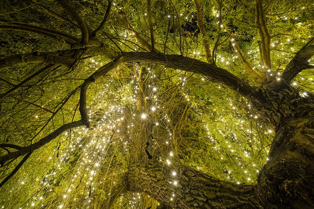 Instalacja Płacząca Wierzba z 12. Belli Skyway Festival
