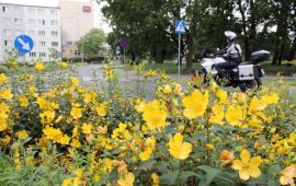 Na zdjęciu widać kwiaty rosnące na rondzie Zbigniewa Herberta