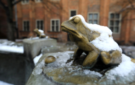 Żabka w fontannie Flisaka w śniegu na Rynku Staromiejskim, fot. Sławomir Kowalski