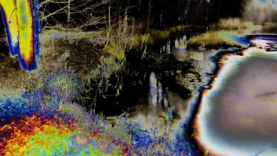 Michał Lewandowski "Muzyka lasu" - fotografie (wernisaż wystawy) 