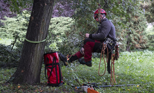 Na zdjęciu: mężczyzna w uprzeży alpinistycznej zaczyna wspinać się po drzewie, żeby wycinac jemiołę