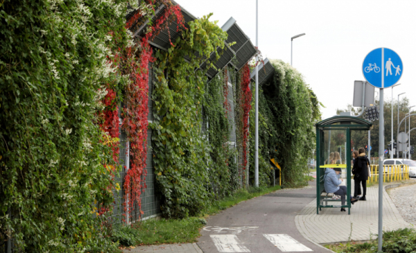 Ekran akustyczny porośnięty bujnym pnączem w jesiennych zielono-czerwonych kolorach, obok chodnik i przystanek autobusowy