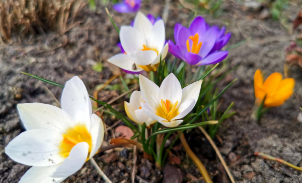 Wiosenne kwiaty, fot. Sławomir Kowalski