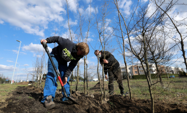 Dwóch pracowników firmy ogrodniczej wkopuje sadzonki drzew na pasie zieleni przy ul. Polnej