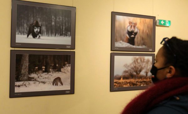Na zdjęciu: kobieta przygląda się zdjęciom przyrodniczym pokazywanym na wystawie