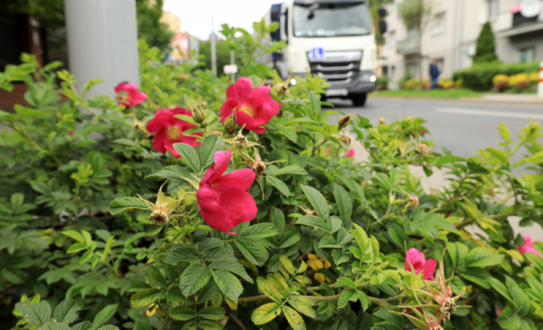 Na zdjęciu: czerwone, drobne róże rosną na pasie zieleni przy jezdni, w tle widać przejeżdżający samochód ciężarowy