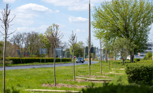Na zdjęciu: młode drzewa - lipy drobnolistne posadzone w pasie zieleni między jezdniami