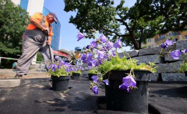 Robotnik sadzi dzwonki karpackie przy Szosie Chełmińskiej