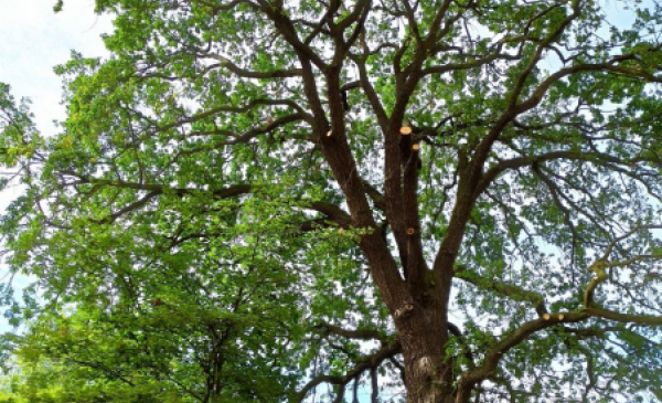 Na zdjęciu: korona drzewa - pomnika przy przyrody po cięciu sanitarnym