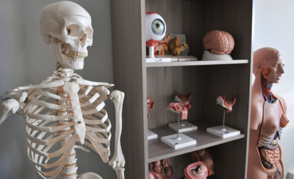 Szkielet i fantom ludzki w Centrum Symulacji Medycznej