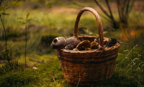 Zdjęcie przedstawia koszyk pełny leśnych grzybów.