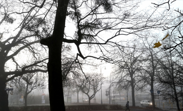 Drzewa w czasie wiatru, fot. Adam Zakrzewski