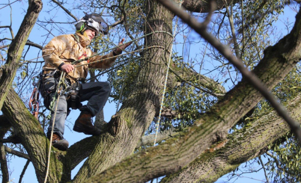 Pracownik w specjalnej uprzęży alpinistycznej wycina jemiołę z wysokiego drzewa
