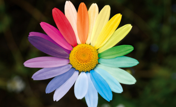 Na zdjęciu: kwiat margerytka z płatkami w kolorach tęczy