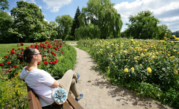Na zdjęciu: kobieta siedzi na ławeczce i patrzy na krzaki róż