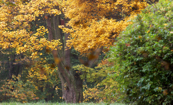 Przebarwione żółto drzewa w Parku Tysiąclecia jesienią, fot. Adam Zakrzewski