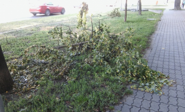Na zdjęciu: połamane drzewo