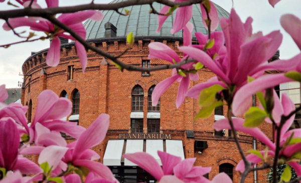 Na zdjęciu: spomiędzy różowych kwiatków widać ceglany budynek Planetarium