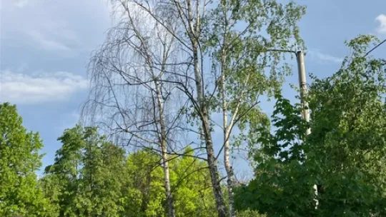 Interwencyjna wycinka drzew:etap III