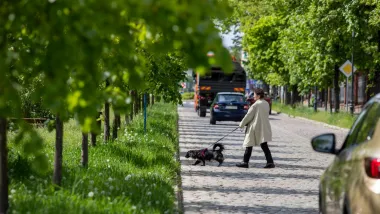 Drzewa przy ul. Piastowskiej