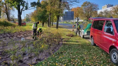 Nasadzenia krzewów przy ul. Czerwona Droga