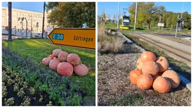 Dyniowy zawrót głowy