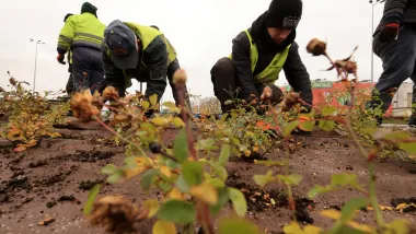Nasadzenia przy Placu Daszyńskiego, listopad 2024