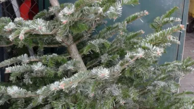 Odbiorą suche choinki