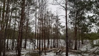 Zielone prace pielęgnacyjne na JARZE