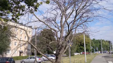 Interwencyjna wycinka - ul. Szosa Chełmińska