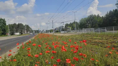 Kwietne łąki - efektowne i ekologiczne