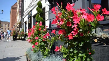 Najbardziej zielony ogródek toruńskiej starówki