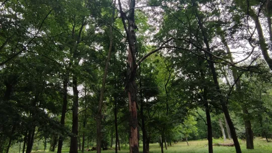 Ze względów bezpieczeństwa rozpoczęto pierwszy etap interwencyjnej wycinki drzew w Parku Tysiąclecia. 