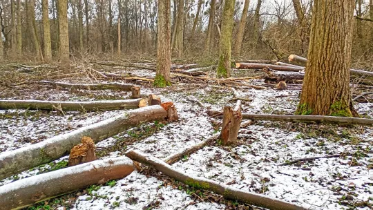 Kępa Bazarowa: nielegalna wycinka zgłoszona na policję
