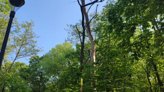 Interwencyjna wycinka drzew: kontynuujemy prace