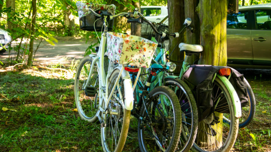 Trzy rowery oparte o drzewo w lesie, fot. Katarzyna Rutkowska