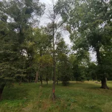 Ze względów bezpieczeństwa rozpoczęto pierwszy etap interwencyjnej wycinki drzew w Parku Tysiąclecia. 