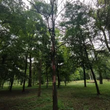 Ze względów bezpieczeństwa rozpoczęto pierwszy etap interwencyjnej wycinki drzew w Parku Tysiąclecia. 