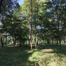 Ze względów bezpieczeństwa rozpoczęto pierwszy etap interwencyjnej wycinki drzew w Parku Tysiąclecia. 