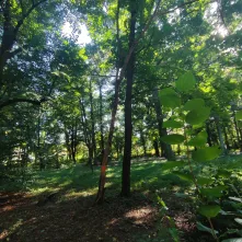 Ze względów bezpieczeństwa rozpoczęto pierwszy etap interwencyjnej wycinki drzew w Parku Tysiąclecia. 