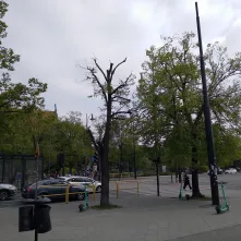 Trwa kolejny etap prac związanych z interwencyjną wycinką drzew wraz z frezowaniem pni w pasach drogowych i na terenach zieleni w Toruniu.