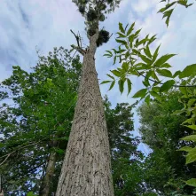 W I kwartale 2026 roku rozpoczną się prace związane z interwencyjną wycinką drzew obumarłych, nierokujących szans na przeżycie i zagrażających bezpieczeństwu ludzi i mienia znajdujących się w pasach drogowych oraz na terenach zieleni w Toruniu.