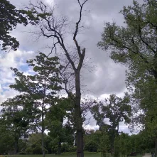 Trwa kolejny etap prac związanych z interwencyjną wycinką drzew wraz z frezowaniem pni w pasach drogowych i na terenach zieleni w Toruniu.