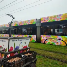 Zakończyło się sadzenie roślin cebulowych w kilku punktach Torunia. 