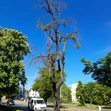 Trwa kolejny etap prac związanych z interwencyjną wycinką drzew wraz z frezowaniem pni w pasach drogowych i na terenach zieleni w Toruniu.