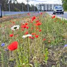Kwietne łąki - efektowne i ekologiczne